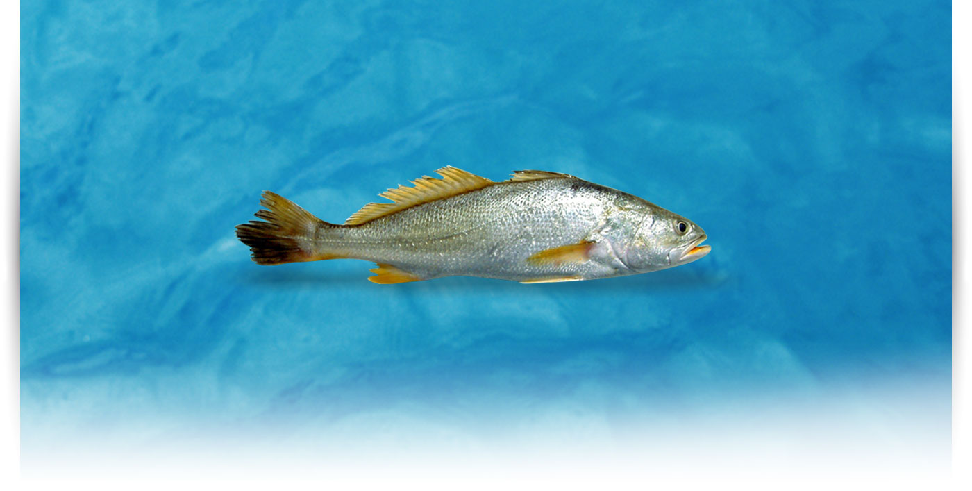 Pescado