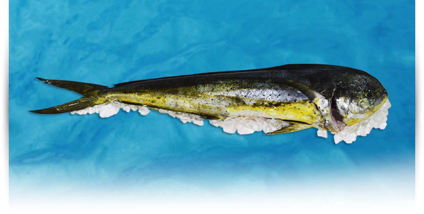 Pescado