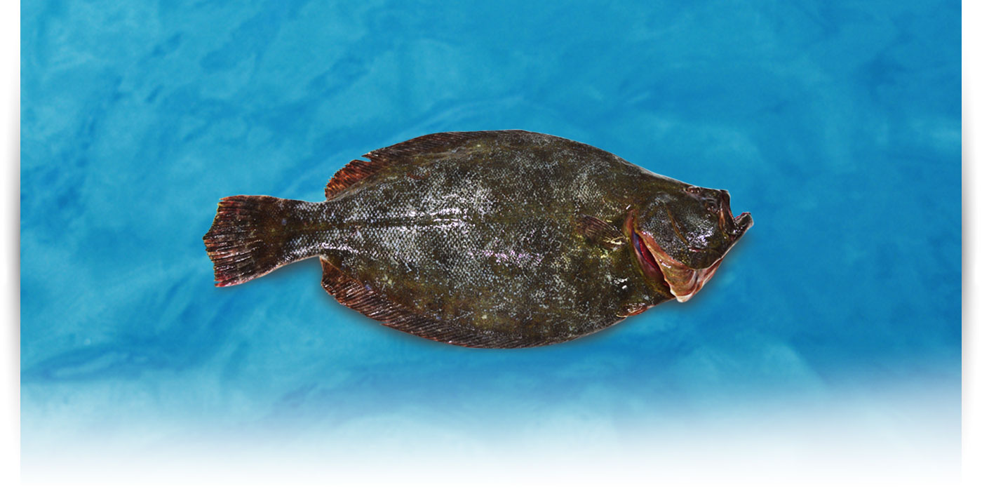 Pescado