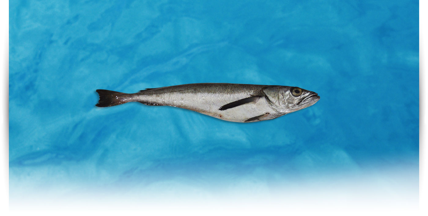 Pescado