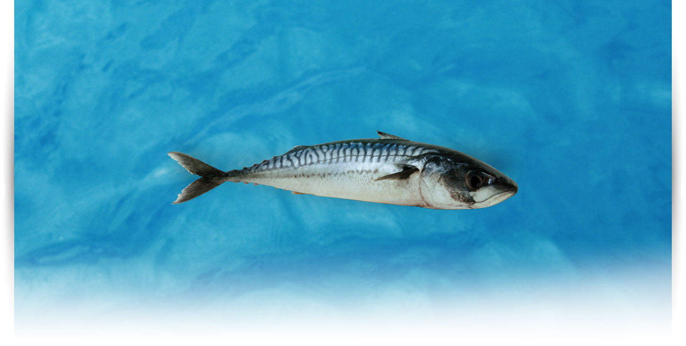 Pescado