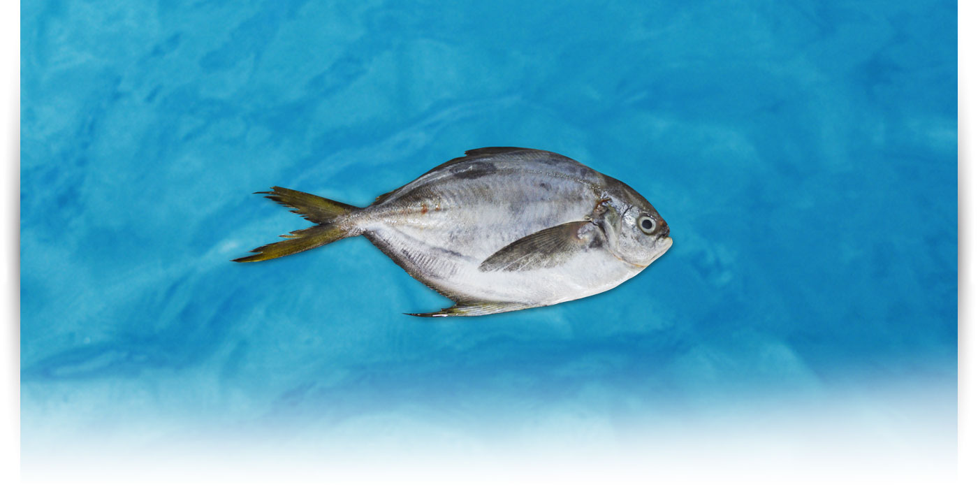 Pescado