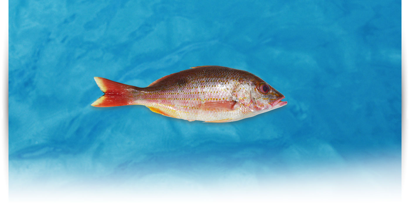 Pescado